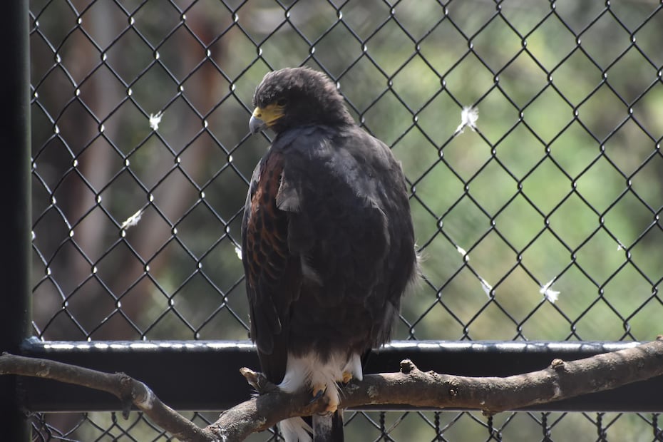 ¿Buscas un plan diferente estas vacaciones de Navidad? El Rinoceronte blanco, la Jirafa reticulada y el Águila real te esperan en Zacango para una experiencia familiar inolvidable. Abierto de martes a domingo. Foto Especial