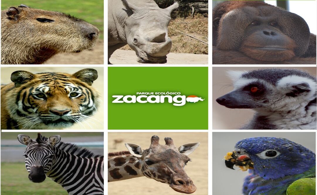 El Parque Ecológico Zacango es un lugar ideal para pasar un día en familia, aprender sobre animales y disfrutar de la naturaleza. Foto: @ParqueEcologicoZacango / FB
