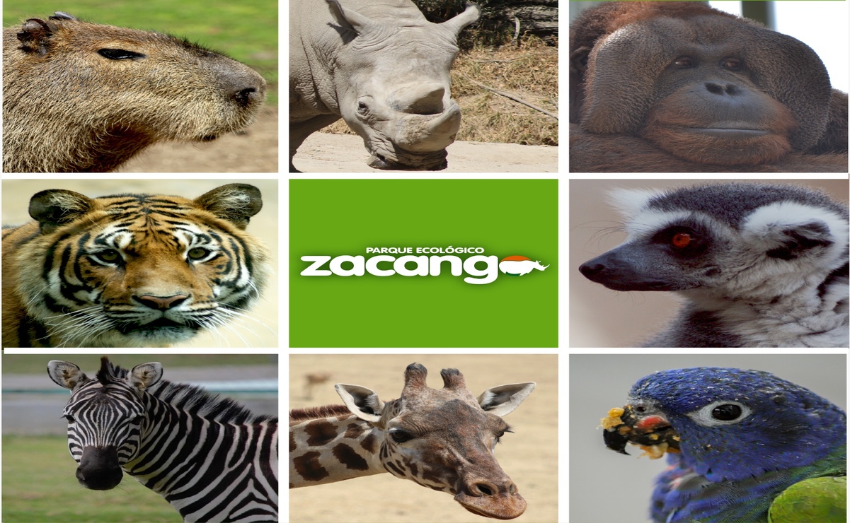 ¡Disfruta del primer fin de semana de vacaciones en el Parque Ecológico Zacango!