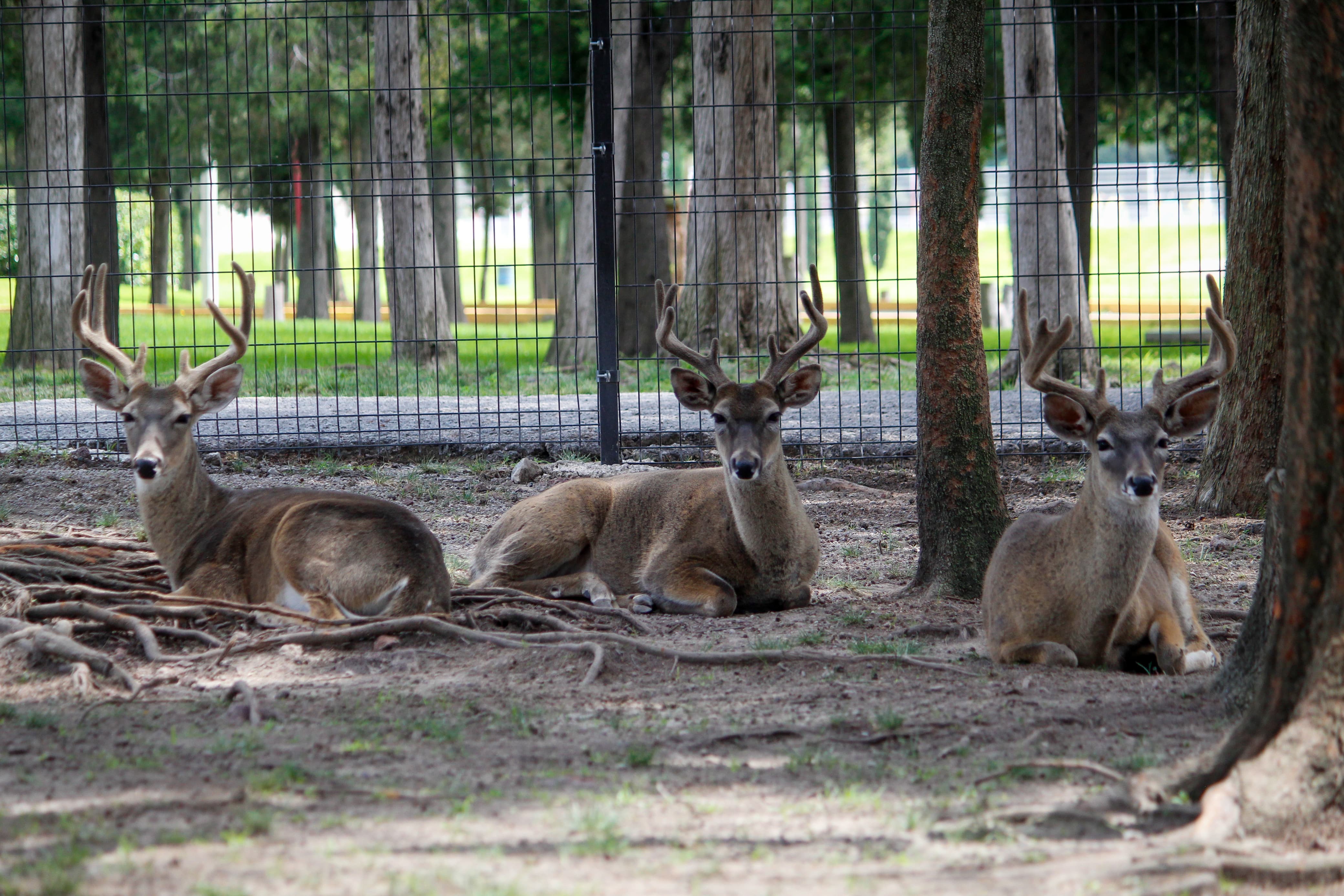 Venados del parque Ecológico y Deportivo Sierra Hermosa del Municipio de Tecámac
Foto: Luis Camacho