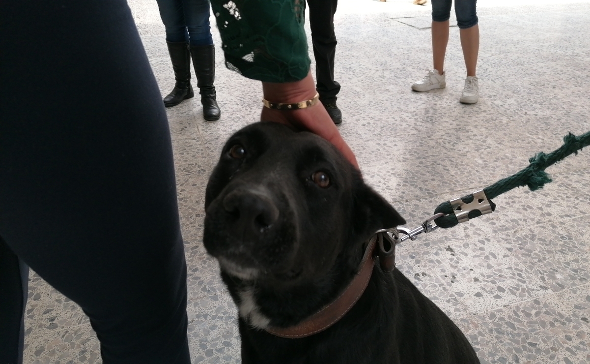 El canino se ha comprometido con su labor como perro de seguridad / Foto: Claudia Rodríguez