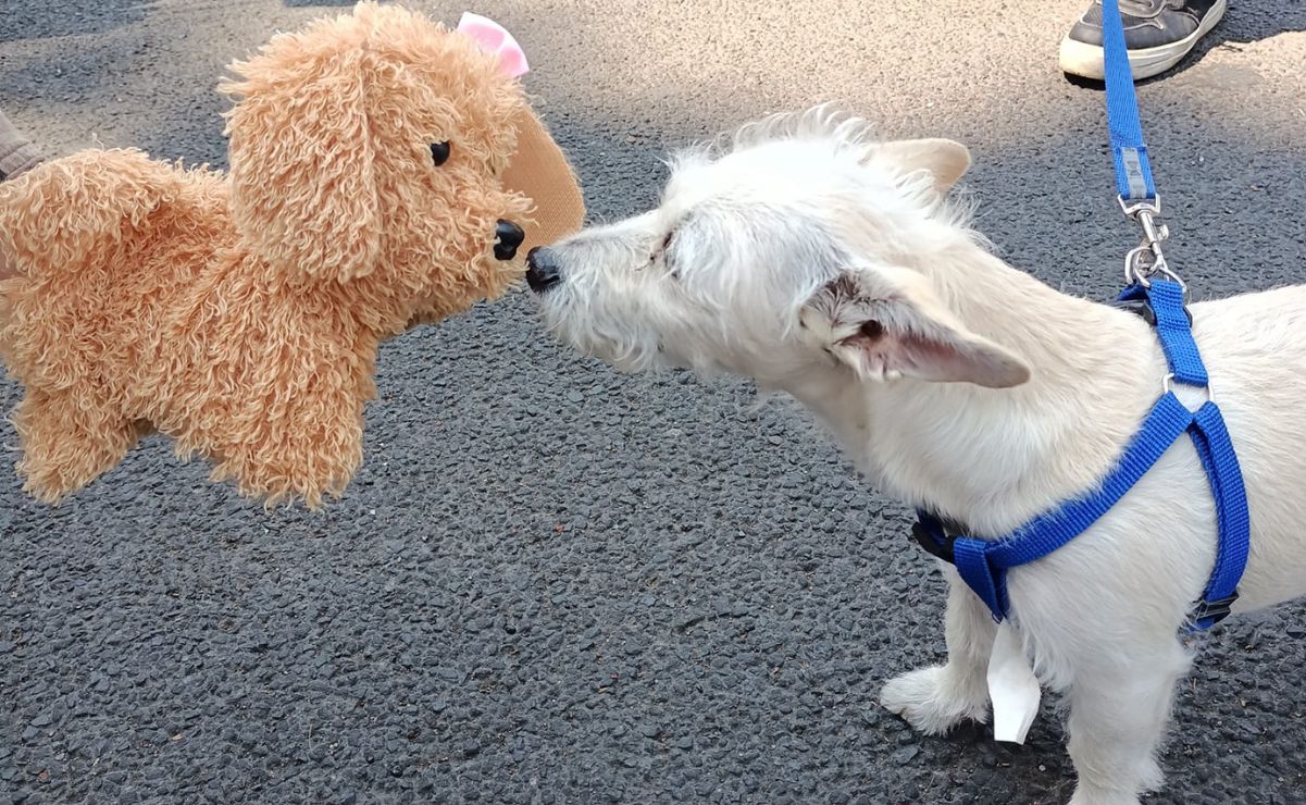 21 de julio conmemoramos el Día Internacional del Perro / Foto Karen Aldama