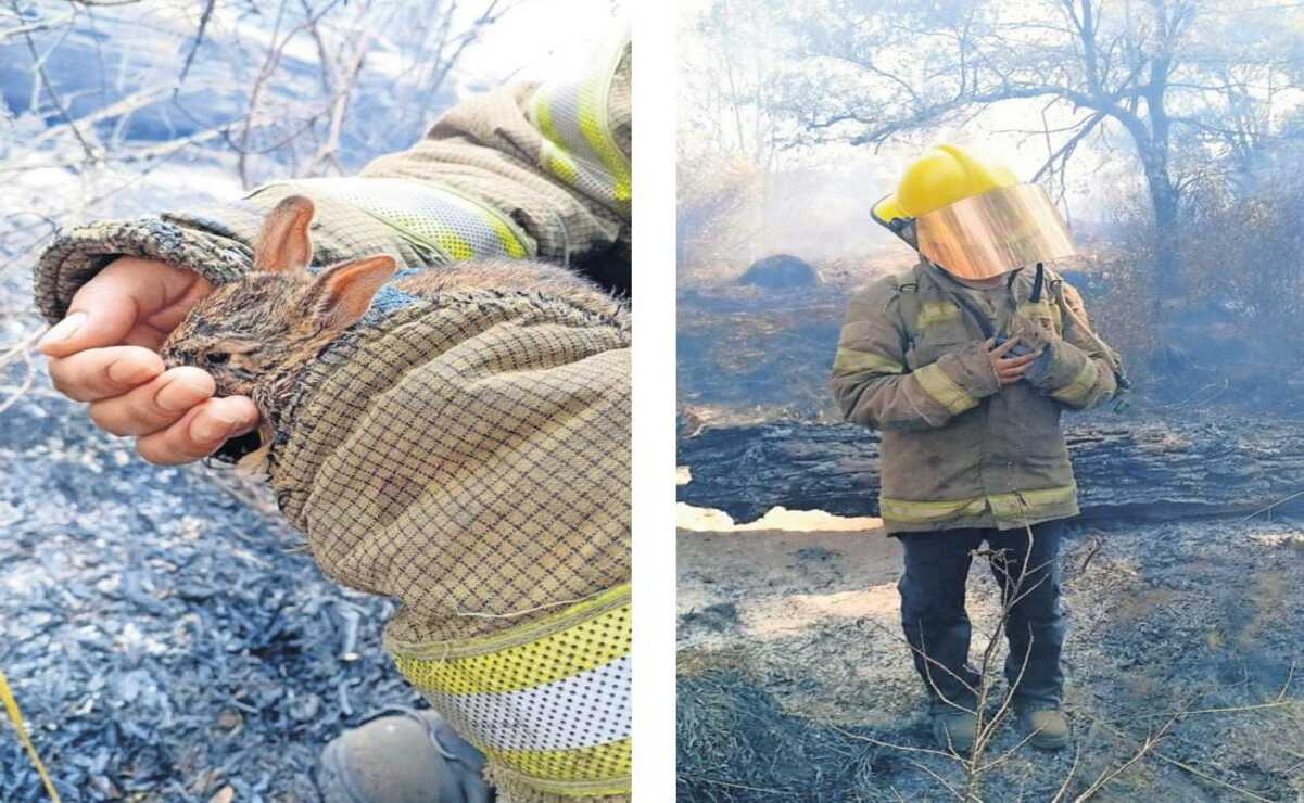 Cinco brigadas que participan en el combate al fuego resguardan a la fauna que encuentran en los bosques. Foto: Especial