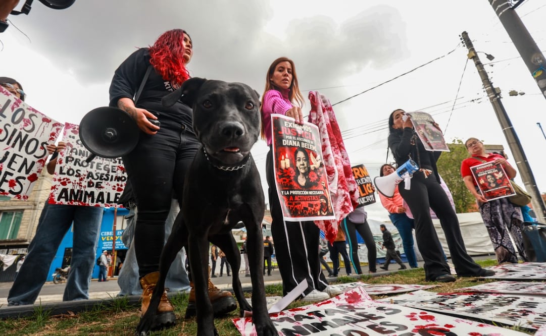 Con pancartas y consignas, animalistas exigieron a la FGJEM que no se cierren las líneas de investigación sobre los vecinos de Diana. Foto Alejandro Vargas / El Universal