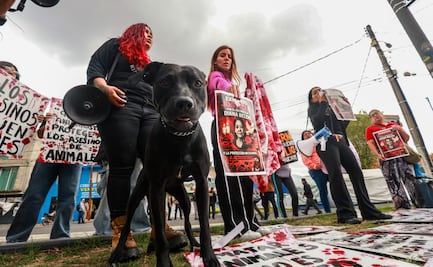 Justicia para Diana Belén: Activistas exigen revisar denuncias de maltrato animal previas al feminicidio