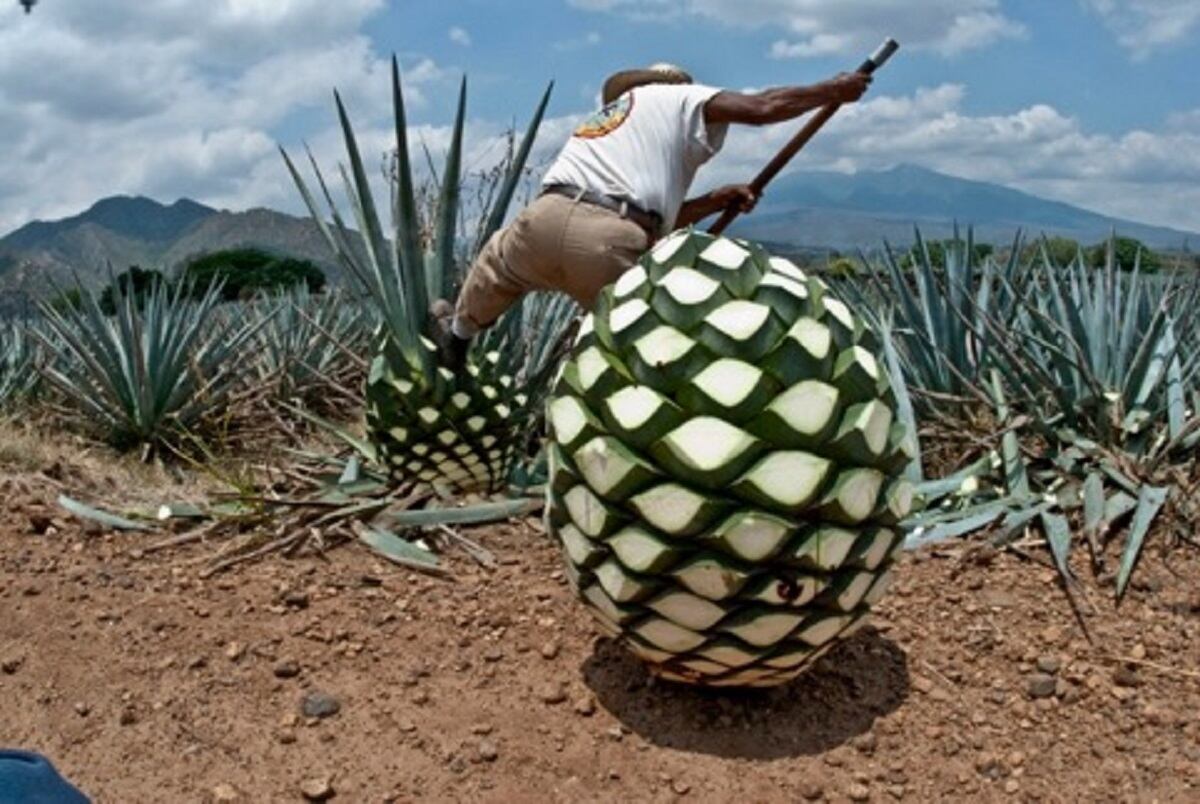 El tequila es una bebida destilada que se extrae de las plantas de agave azul y que originalmente se empezó a elaborar en Jalisco. Foto: Especial