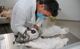 Anuncian jornada masiva de esterilización de mascotas en el Deportivo Ciudad Jardín de Neza