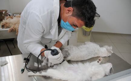 Anuncian jornada masiva de esterilización de mascotas en el Deportivo Ciudad Jardín de Neza