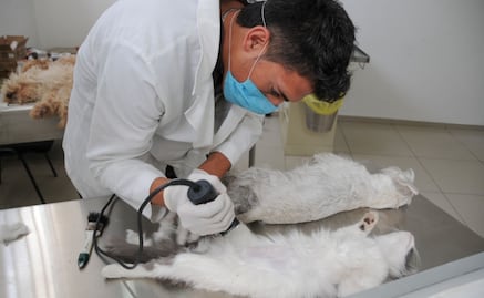 Anuncian jornada masiva de esterilización de mascotas en el Deportivo Ciudad Jardín de Neza