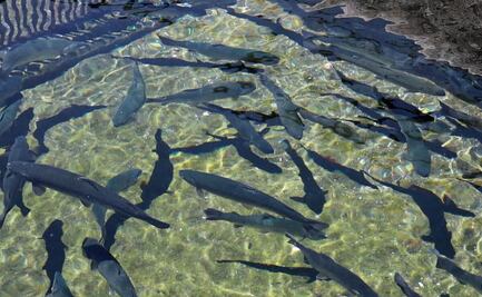 El anzuelo de la diversión familiar: Disfruta de la pesca recreativa de truchas en Malinalco