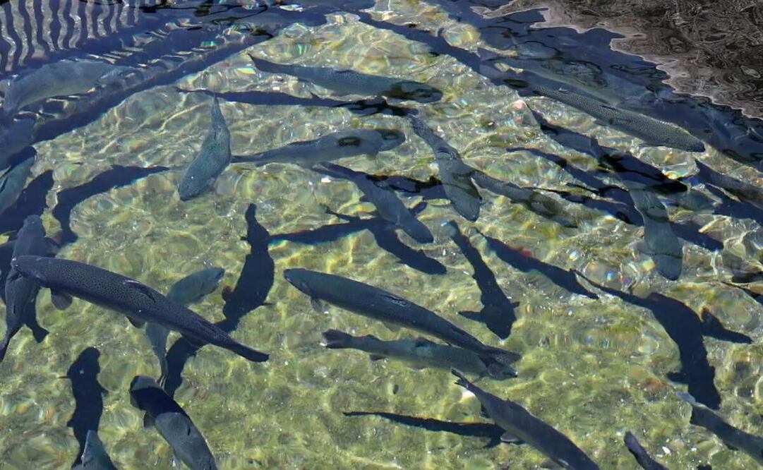La pesca de truchas es una de las actividades más entretenidas en Malinalco. Foto: Roberto Guerrero / El Universal Estado de México