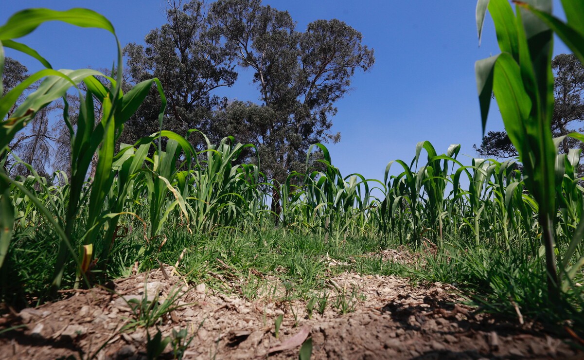 La Secretaría del Campo dará un apoyo complementario a pequeños productores que comercializaron con el extinto organismo SEGALMEX. Foto: Alejandro Vargas