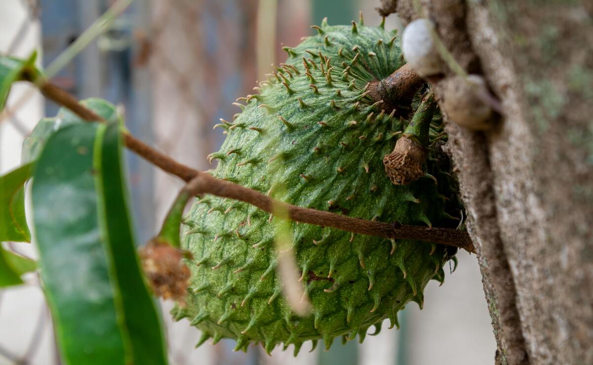 La guanábana también es conocida como “delicioso milagro tropical”, debido a su sabor y sus propiedades. Foto: Especial