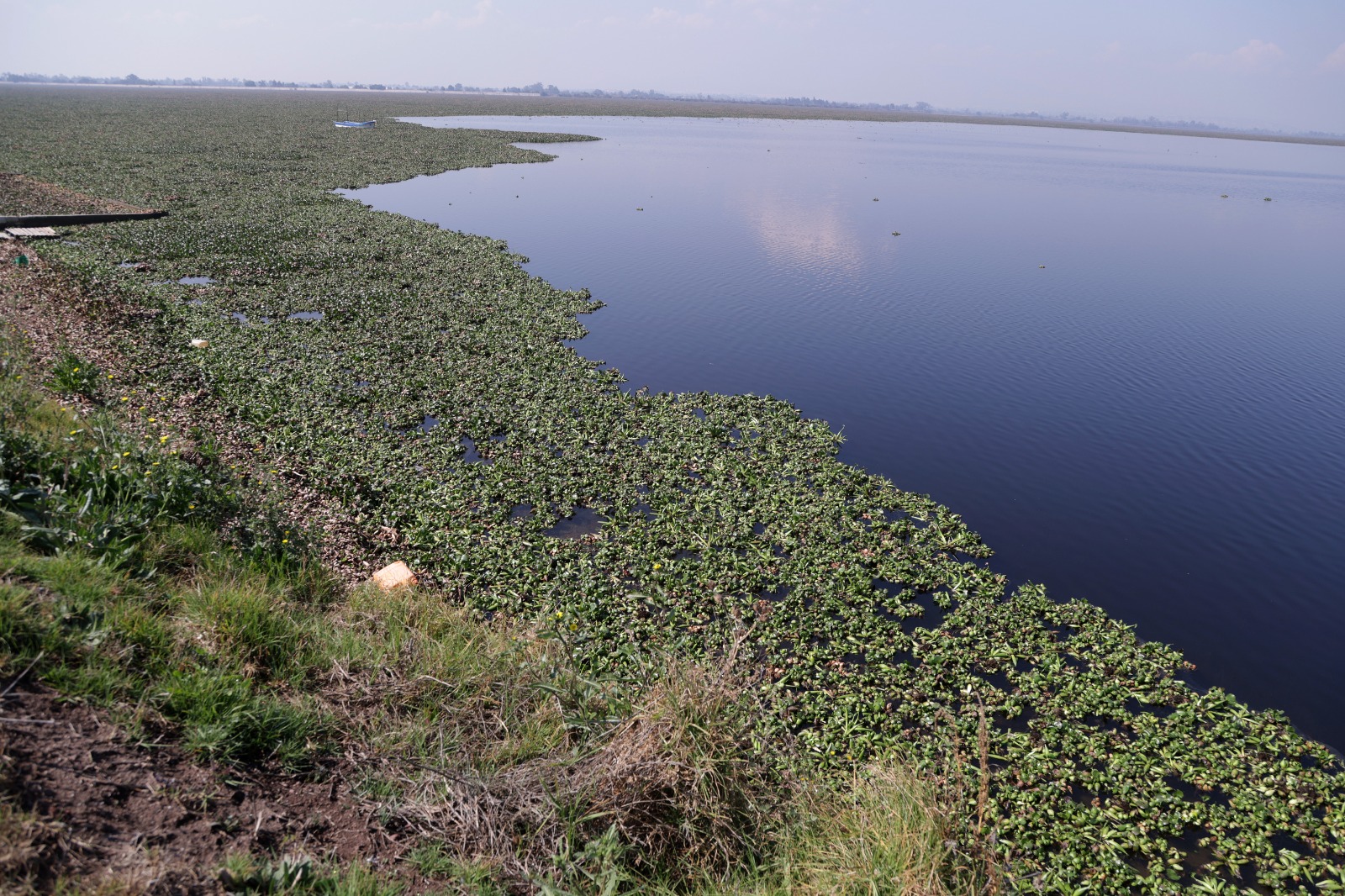 l lirio afecta a las aves acuáticas, que se ven obligadas a aglomerarse en zonas libres, y dificulta la actividad de los pescadores. Foto Carlos Mejía