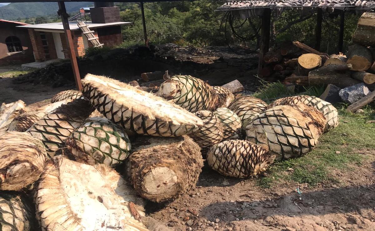 Con la Ruta del Mezcal, podrás conocer el proceso de creación de esta bebida. Foto: Especial