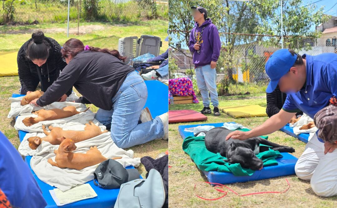 Toluca intensifica las jornadas de esterilización y vacunación para el bienestar de perros y gatos. Foto: Especial
