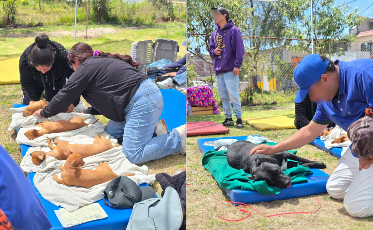 Operación "Patita Feliz" en Toluca: Miles de esterilizaciones cambian la vida de perros y gatos