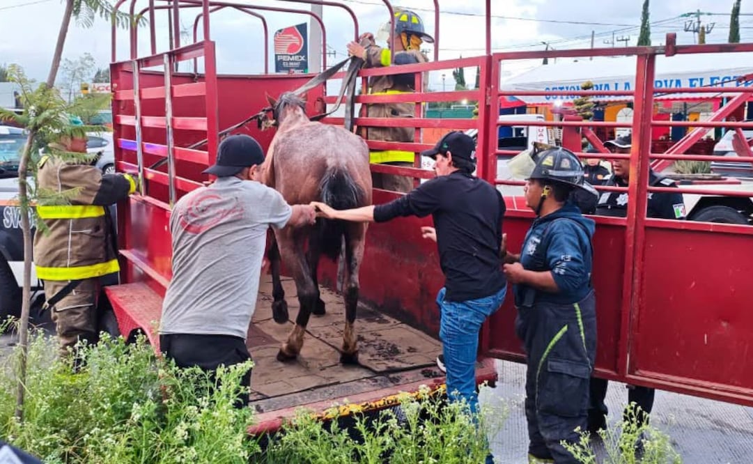 ): Integrantes de la A.C. Rancho Ecuestre "El Camino" colaboraron con la logística de traslado para salvaguardar la vida de la yegua. Foto Especial