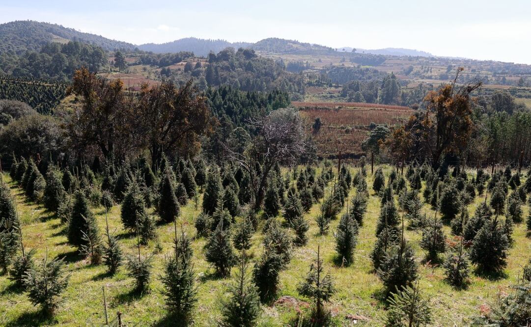 Las inscripciones se realizarán ese día de la carrera y son gratuitas / Foto Alejandro Vargas