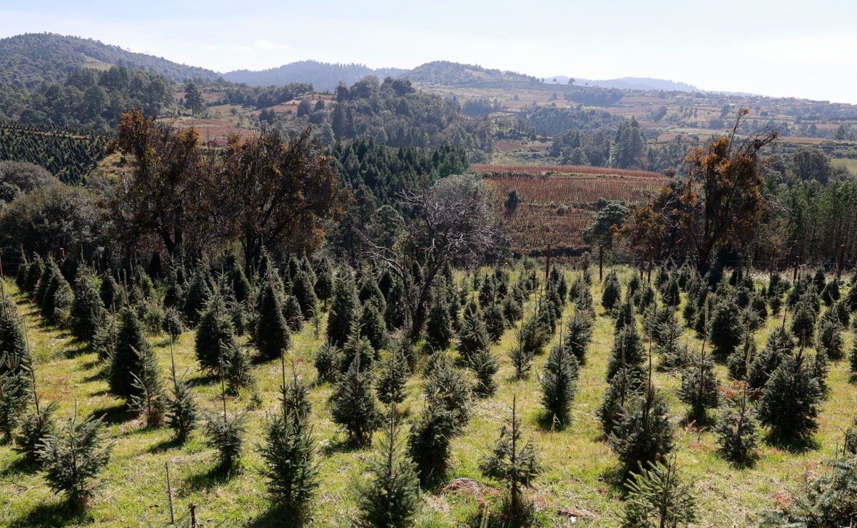 ¿Quieres participar en el Trail Árbol de Navidad en Xonacatlán? Aquí te decimos cómo