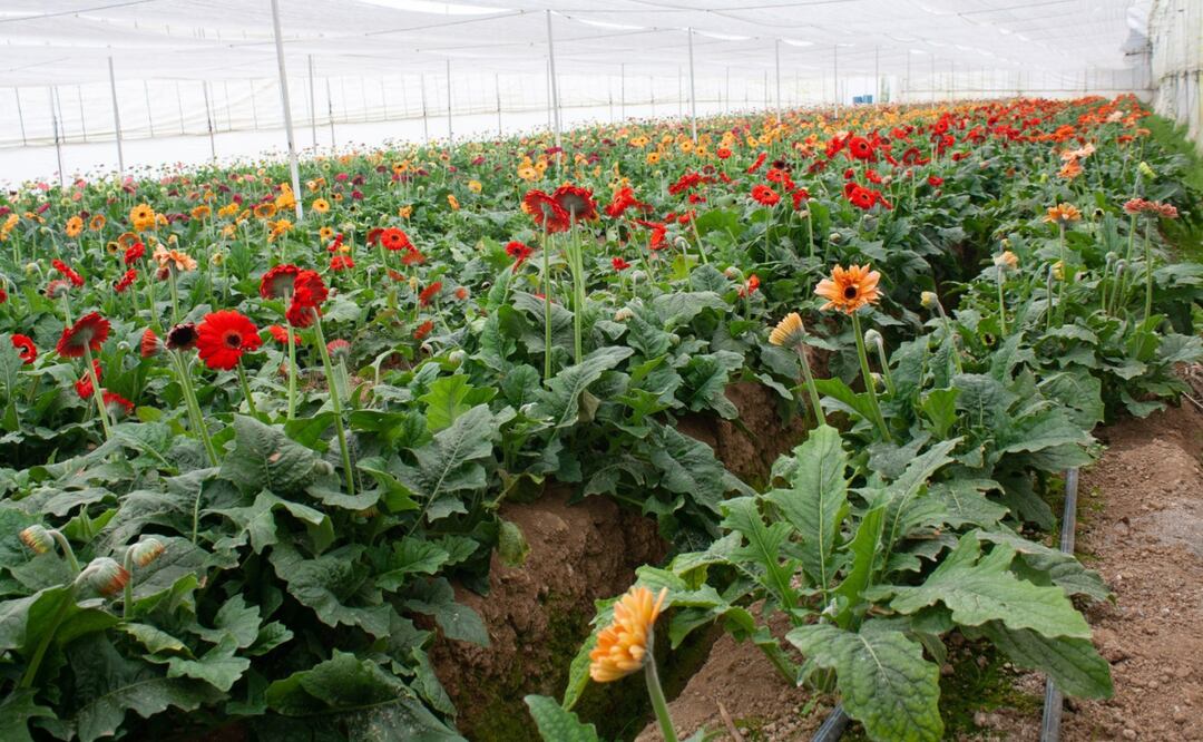 Un floricultor inspecciona su cosecha de gerberas listas para el Día de las Madres. Foto: Arturo Hernández