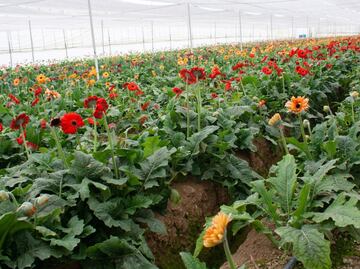 ¡Explosión de color para mamá! Así florecen las gerberas en el Edomex para el Día de las Madres