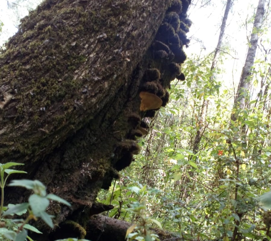 La plaga afecta árboles del Cerro de Jocotitlán. Foto Arturo Hernández