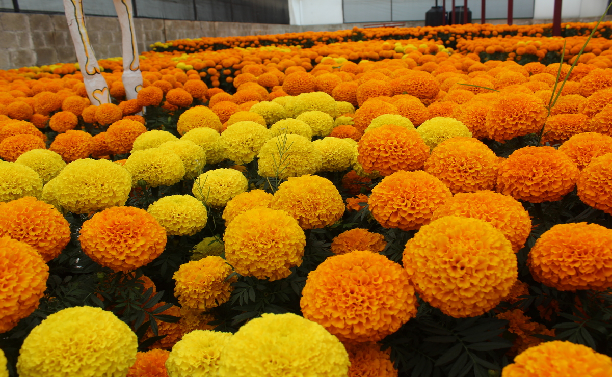 Prepara un insecticida natural / Foto Karen Aldama