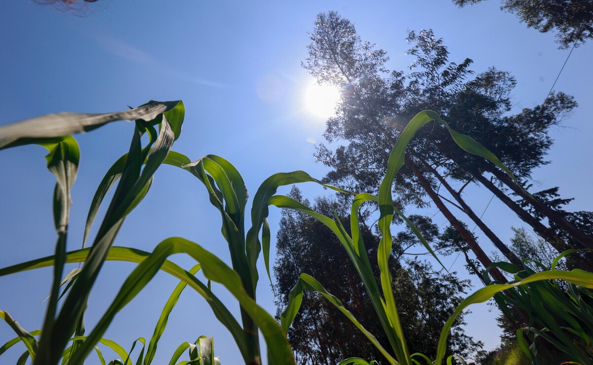 El Edomex aporta el 81.86 por ciento del maíz que se comercializa en las más de 25 mil Tiendas del Bienestar / Foto: Alejandro Vargas