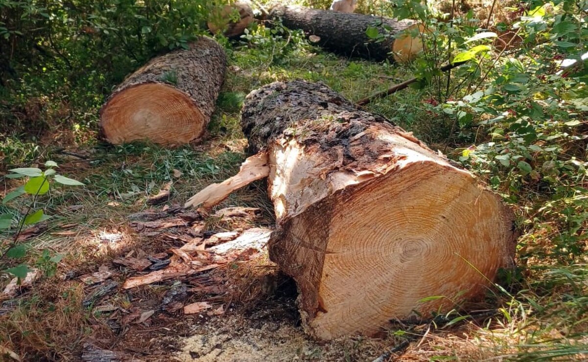 ¡Ecocidio en Edomex! Miles de hectáreas deforestadas de 2001 a 2023