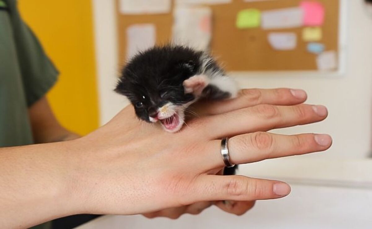 El personal del CCyBA cuida a tres gatitos recién nacidos. Foto: Sergio García / El Universal Estado de México