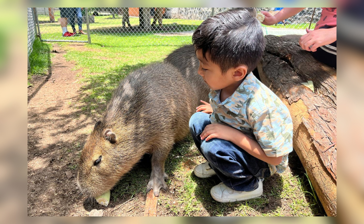 ¿Quieres convivir con capibaras? Así puedes llegar al Zoológico de Zacango desde la CDMX