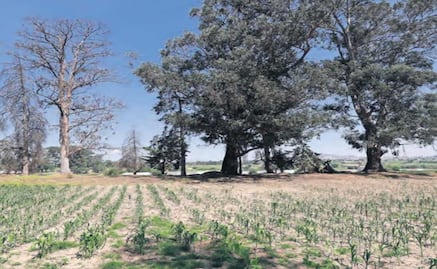Cambio climático afecta la producción agrícola del Edomex
