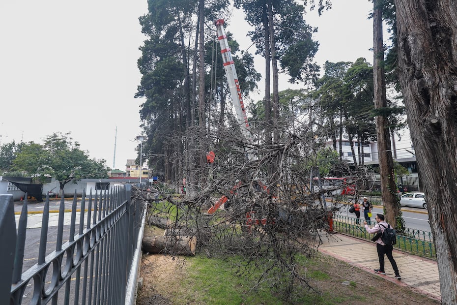 Los dictámenes técnicos determinaron el retiro de 24 ejemplares que representaban un riesgo para peatones, ciclistas, automovilistas y vecinos de la zona. Foto Alejandro Vargas/El Universal Edomex