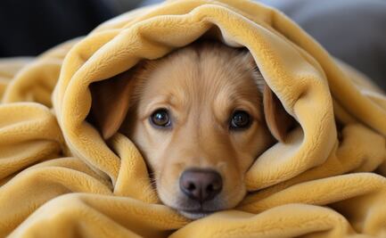 ¡Abriga a tu mejor amigo! Consejos para cuidar a tu perrito en el frío del Edomex