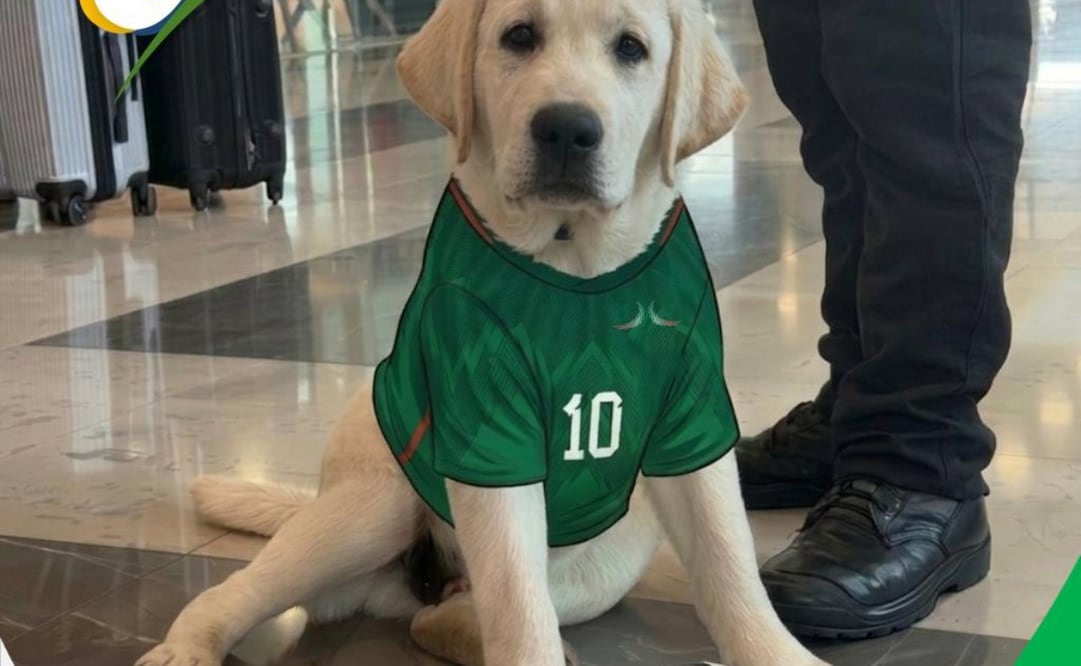 Goliat es de raza labrador y viste una playera de la selección nacional de futbol. Foto. Especial