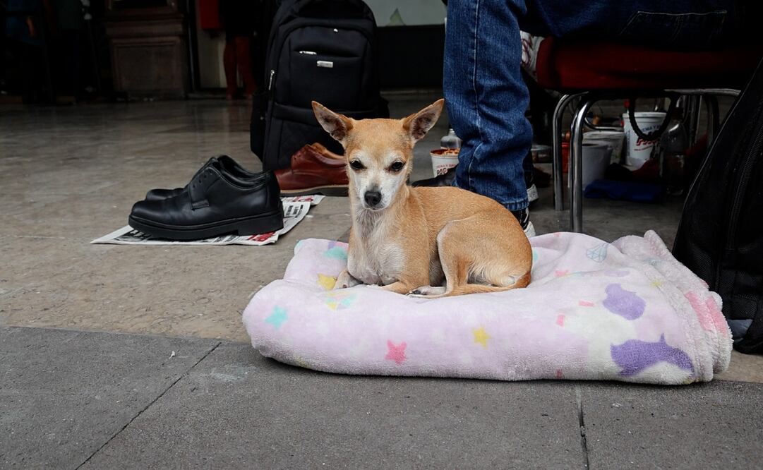 Chiquis, la bolerita de cuatro patas de los Portales de Toluca / Foto Sergio García