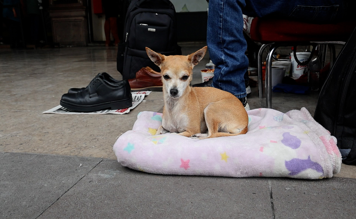 Conoce a Chiquis: La pequeña bolerita de cuatro patas que conquista corazones en los Portales de Toluca