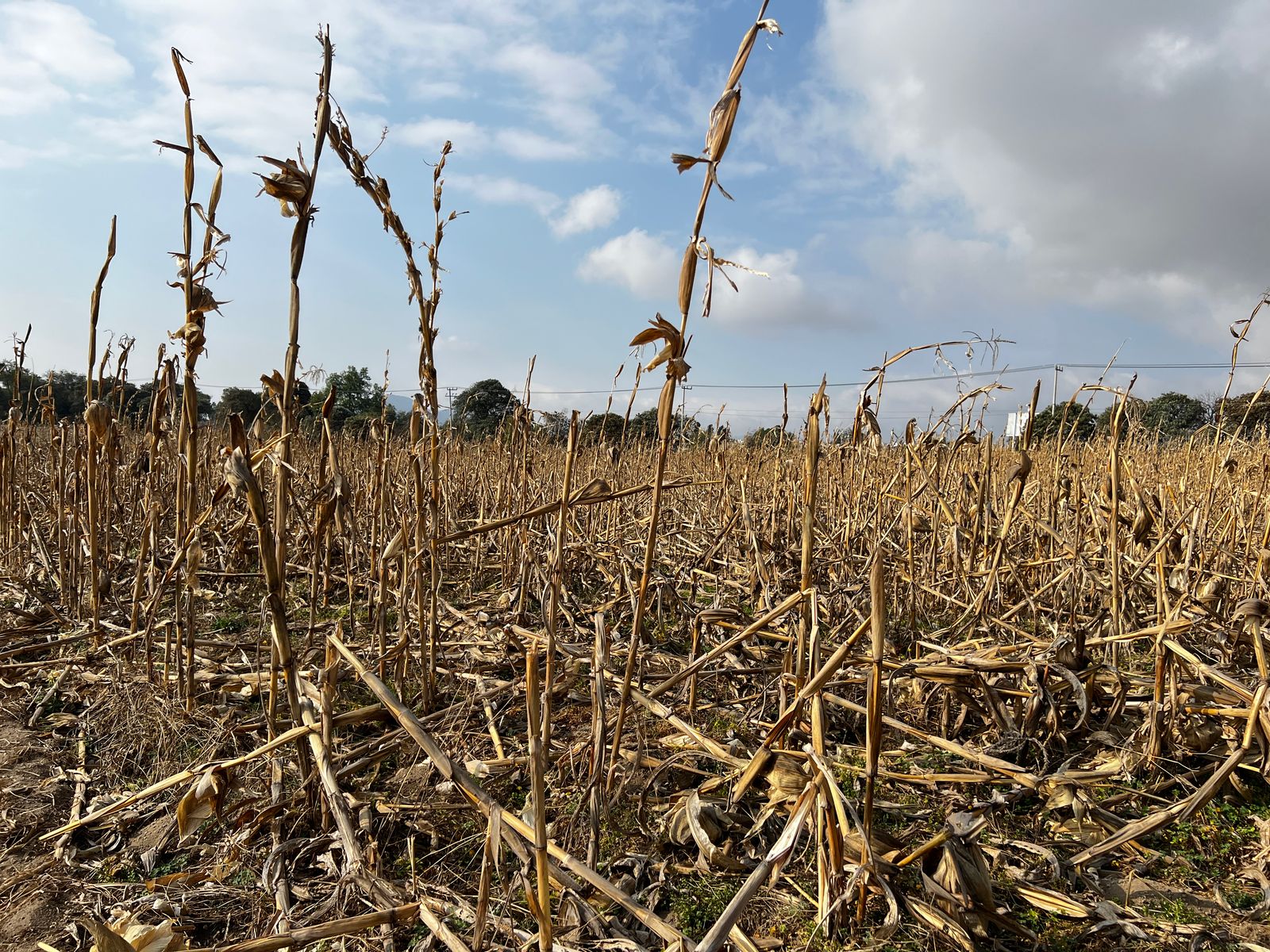 En 2024, se obtuvieron 833 muestras de semillas nativas para pruebas de resistencia climática y fortalecimiento de producción. Foto Aura Moreno