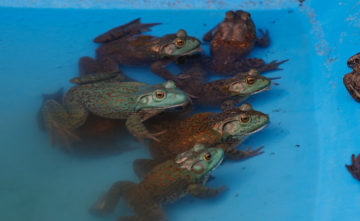 Rompe paradigmas: la Rana Toro en la gastronomía mexiquense