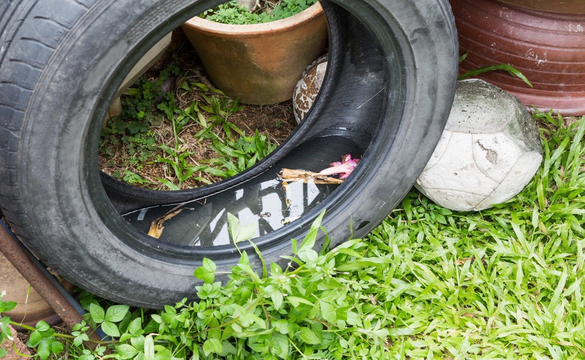 ¡Protégete! Lluvias y mosquitos traen riesgo de contraer Dengue, Zika y Chikungunya