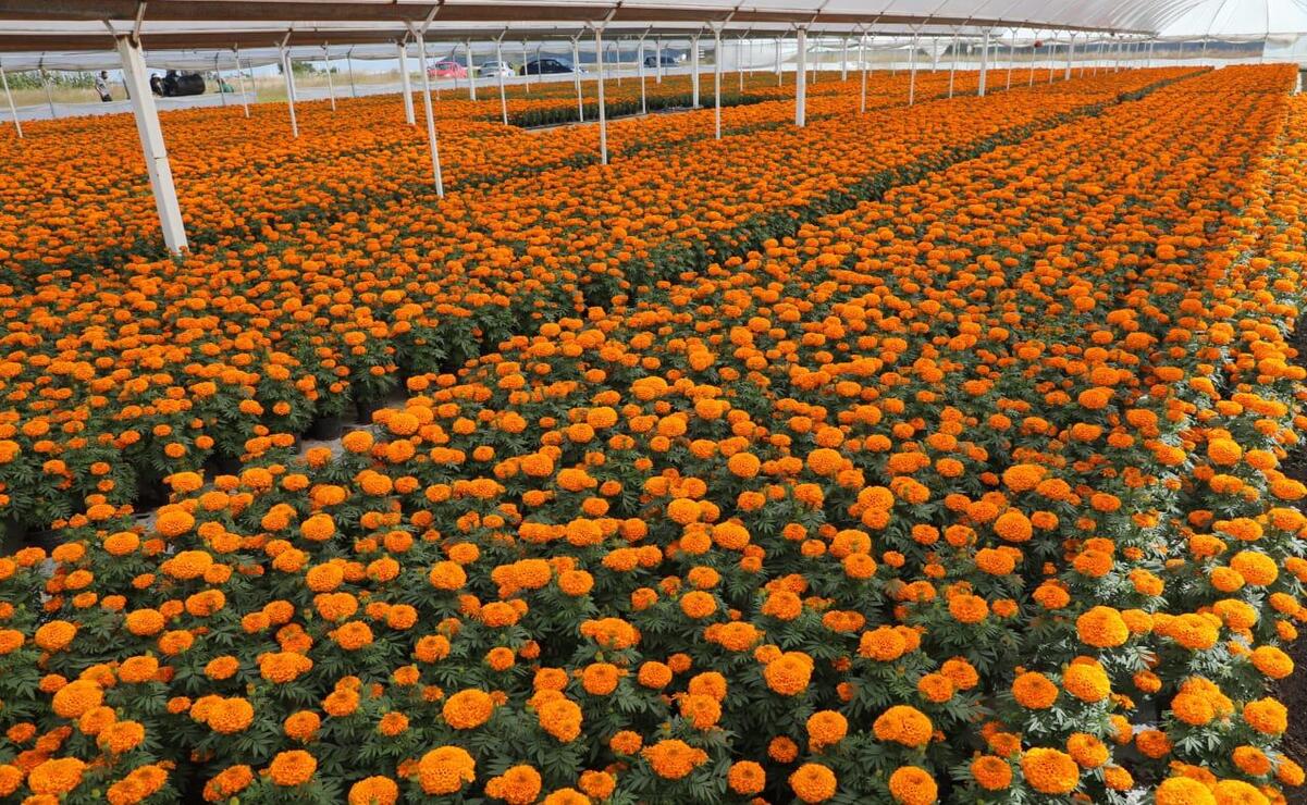 El cempasúchil (Tagetes erecta y Tagetes patula) tiene aplicaciones industriales en la fabricación de pigmentos naturales / Foto Especial
