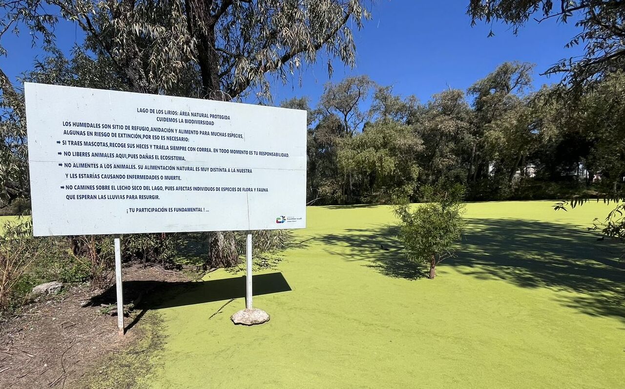 Lago Espejo de los Lirios tiene una capa verde de lenteja de agua. Foto Especiales