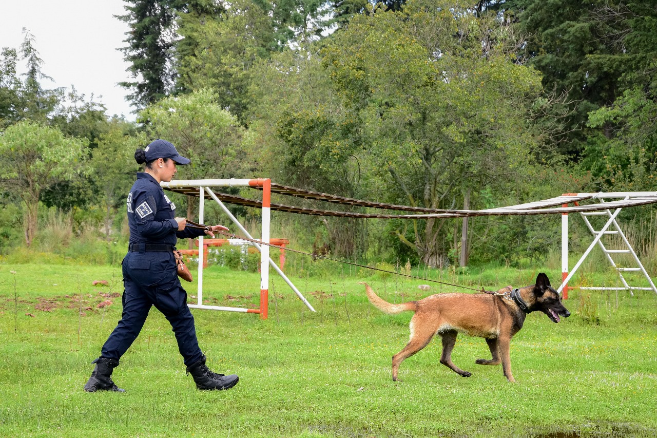 La Universidad Mexiquense de Seguridad (UMS) profesionaliza a 56 efectivos manejadores caninos / Foto Especial