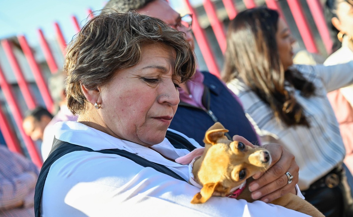 Se realiza la captura de los animales usando protocolos respetuosos / Foto: Especial