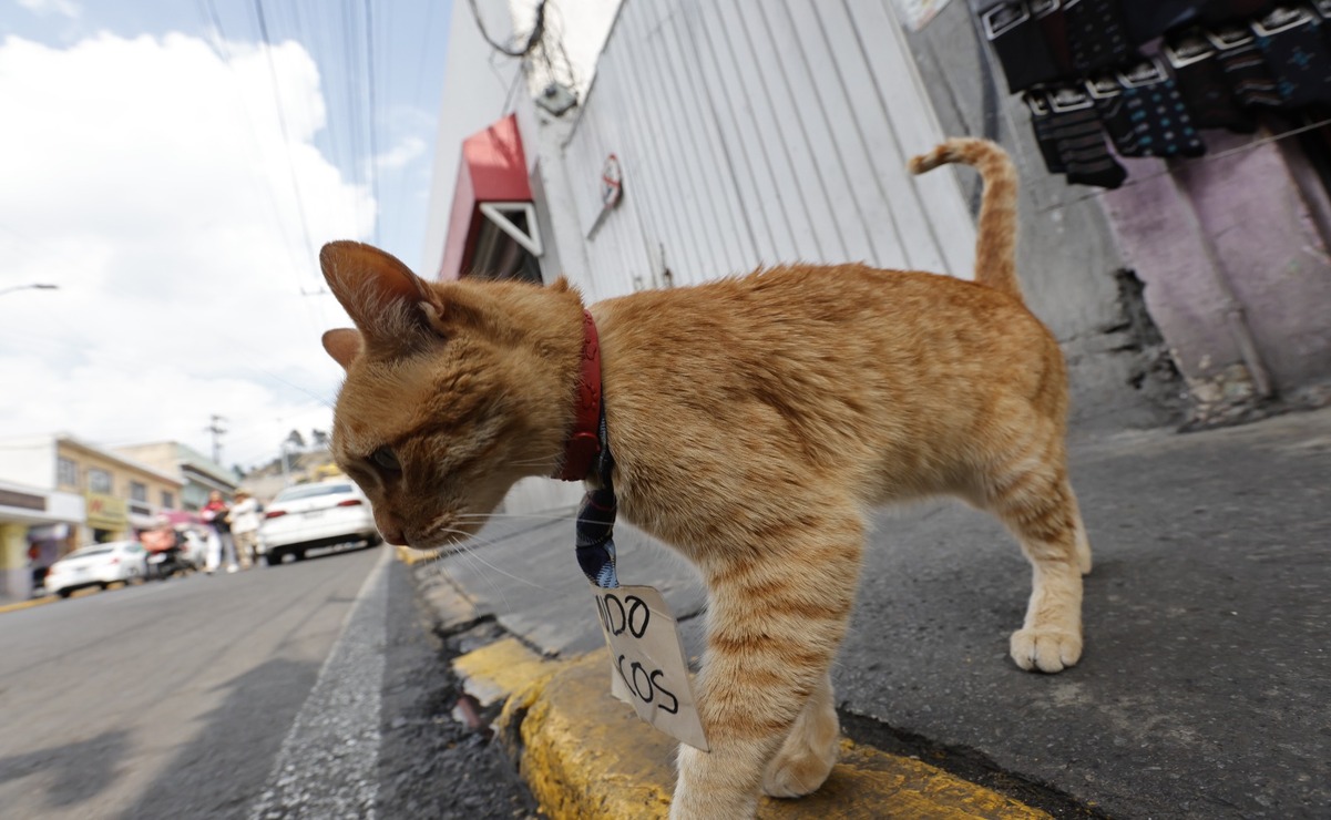 Toby es un gatito naranja muy querido y conocido en Toluca. Foto: Jorge Alvarado