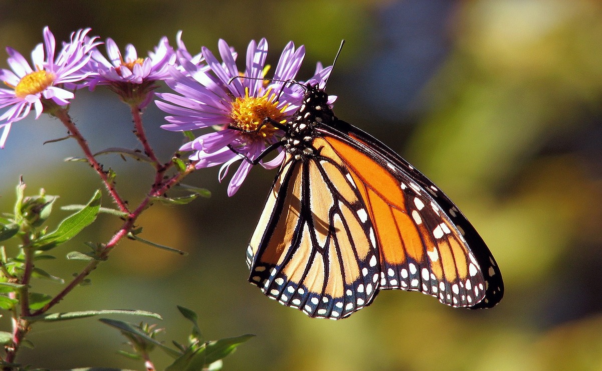 Tras más de 4 000 kilómetros de viaje, las mariposas monarca llegan al Edomex. Foto: Especial