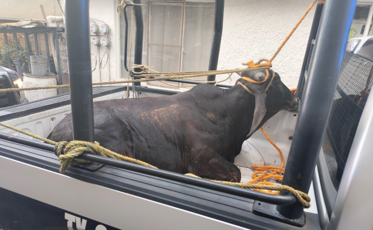 La fuga de 21 toros, causada por una puerta mal cerrada, provocó caos en Texcoco. La policía municipal utilizó cuerdas y patrullas para recapturar a los animales Foto: Especial