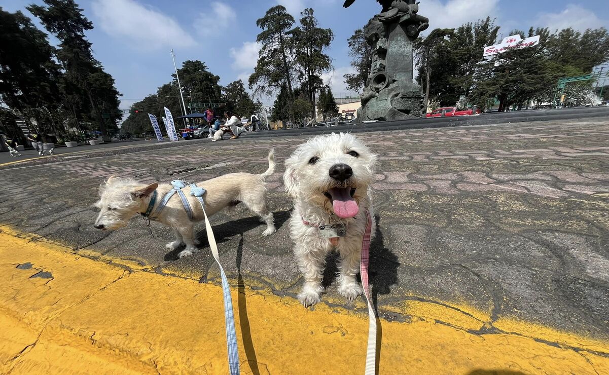 Los animales no son juguetes/ Foto Karen Aldama