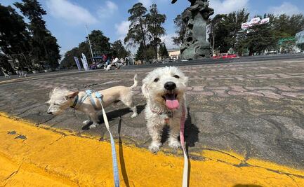 Celebrarán en Toluca el Día de los Animales con caravana